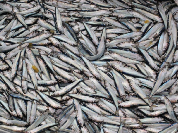 Warmińsko-mazurskie: rybacy z Zalewu Wiślanego mogą poławiać pod lodem